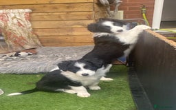 Border Collie dogs for sale: Border collie  - Image 5