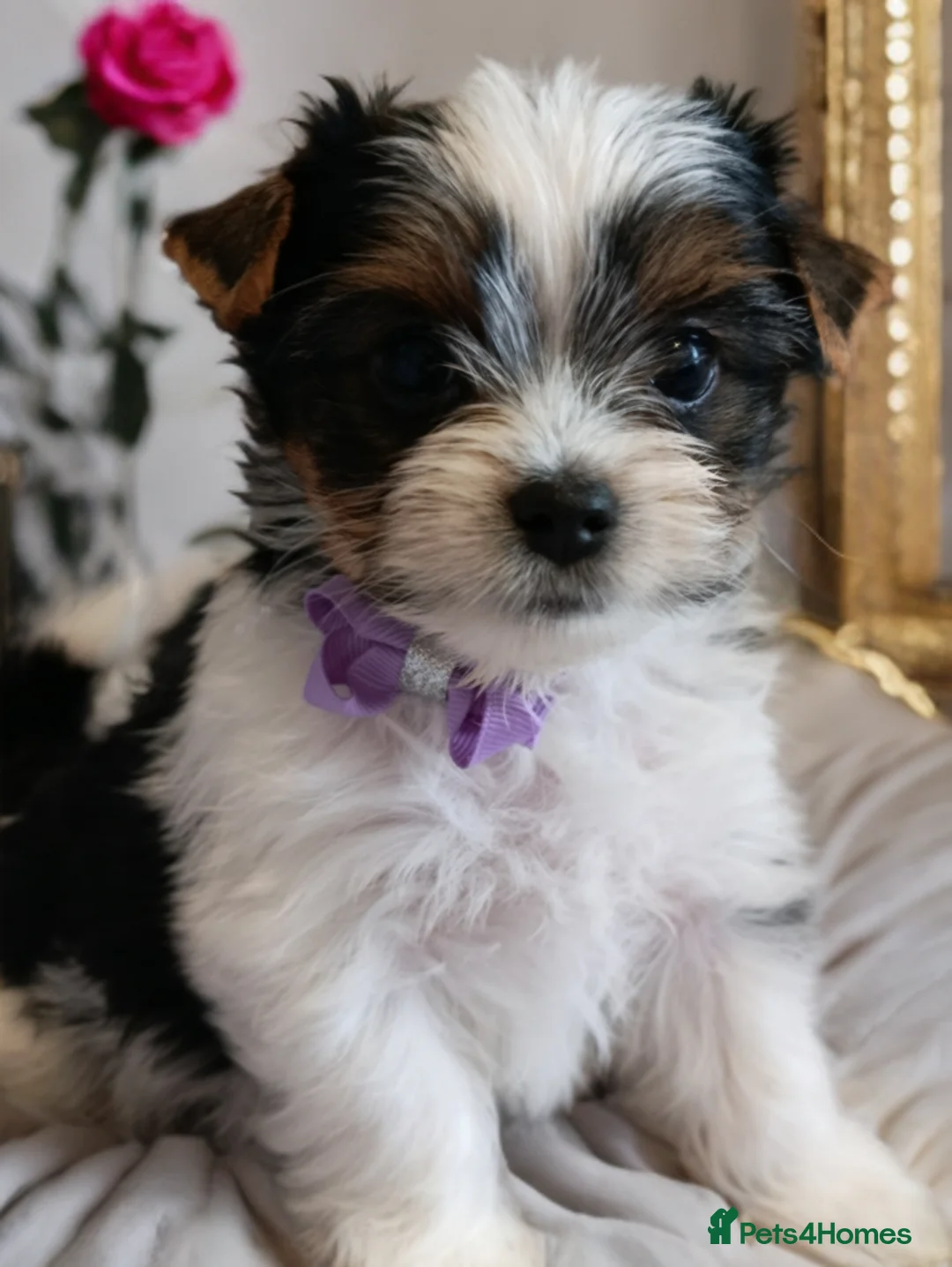 Yorkshire Terrier dogs for sale: Yorkshire terrier biewer🐶  - Advert 2