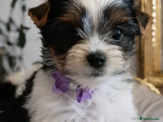 Yorkshire Terrier dogs Yorkshire terrier biewer🐶 - Advert 13