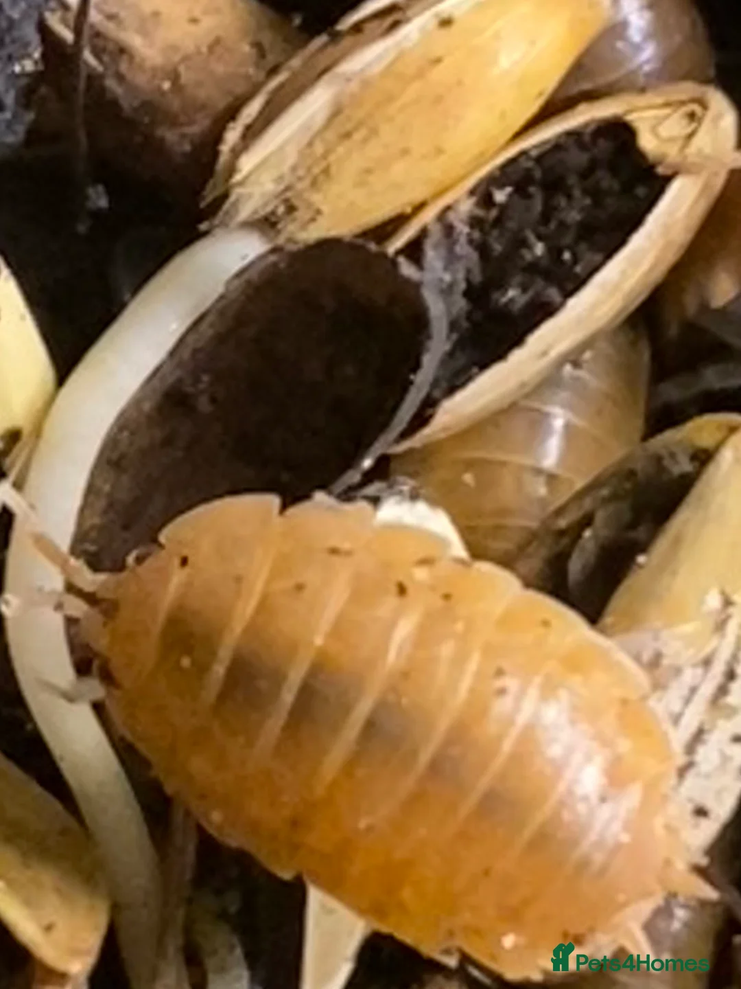 Isopods invertebrates for sale: Orange isopods, Porcelio Laevis,  Clean Up Crew - Advert 4