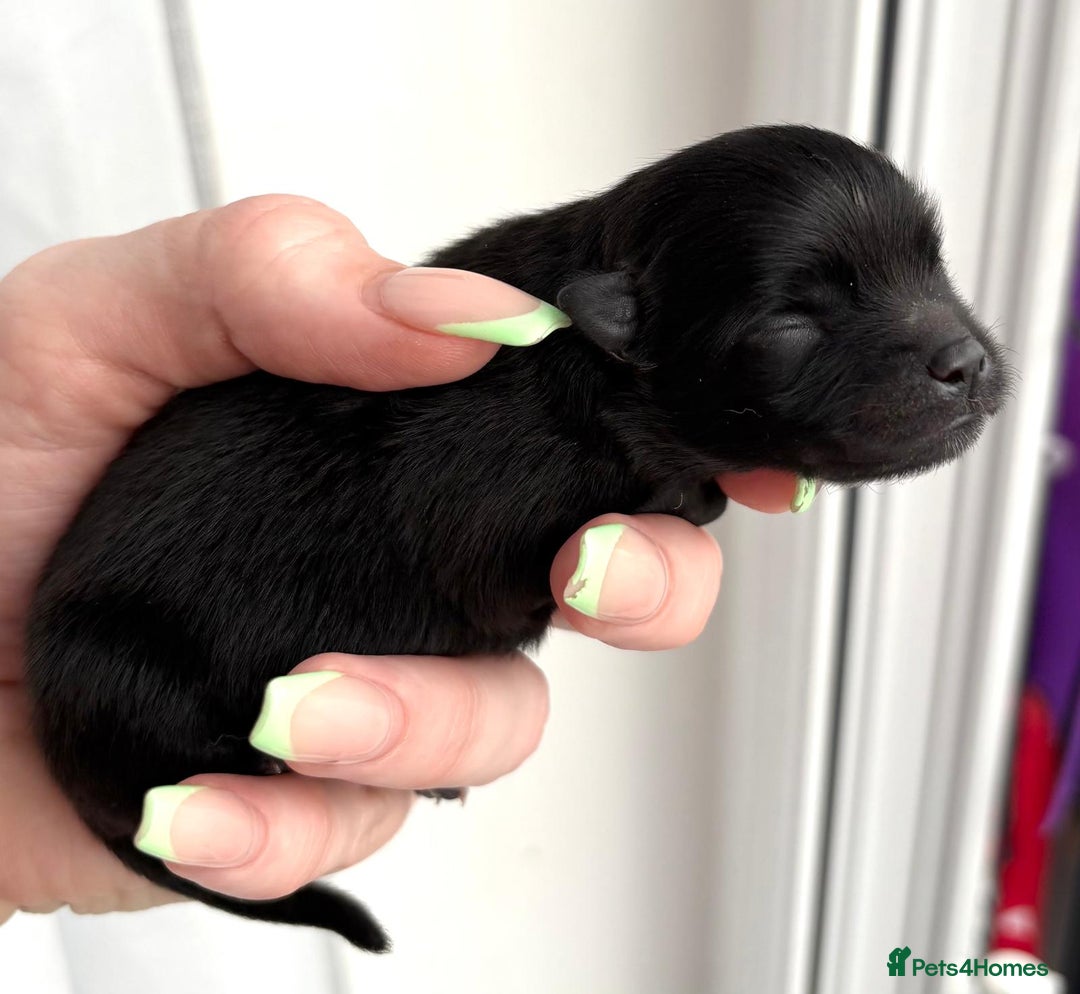 Pomeranian dogs for sale: 3 Little Girls Looking for Love! - Image 13
