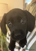 Cockerdor dogs - Advert 8