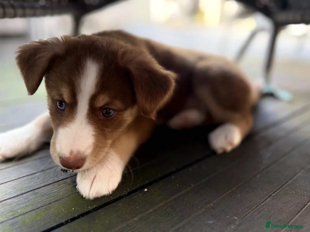 Mixed Breed dogs for sale: Labradoodle × Siberian Husky Puppies - Advert 2