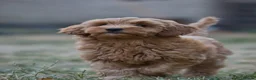 Cockapoo dogs for sale: F1 Cockapoo x Australian Labradoodle Pups - Advert 13