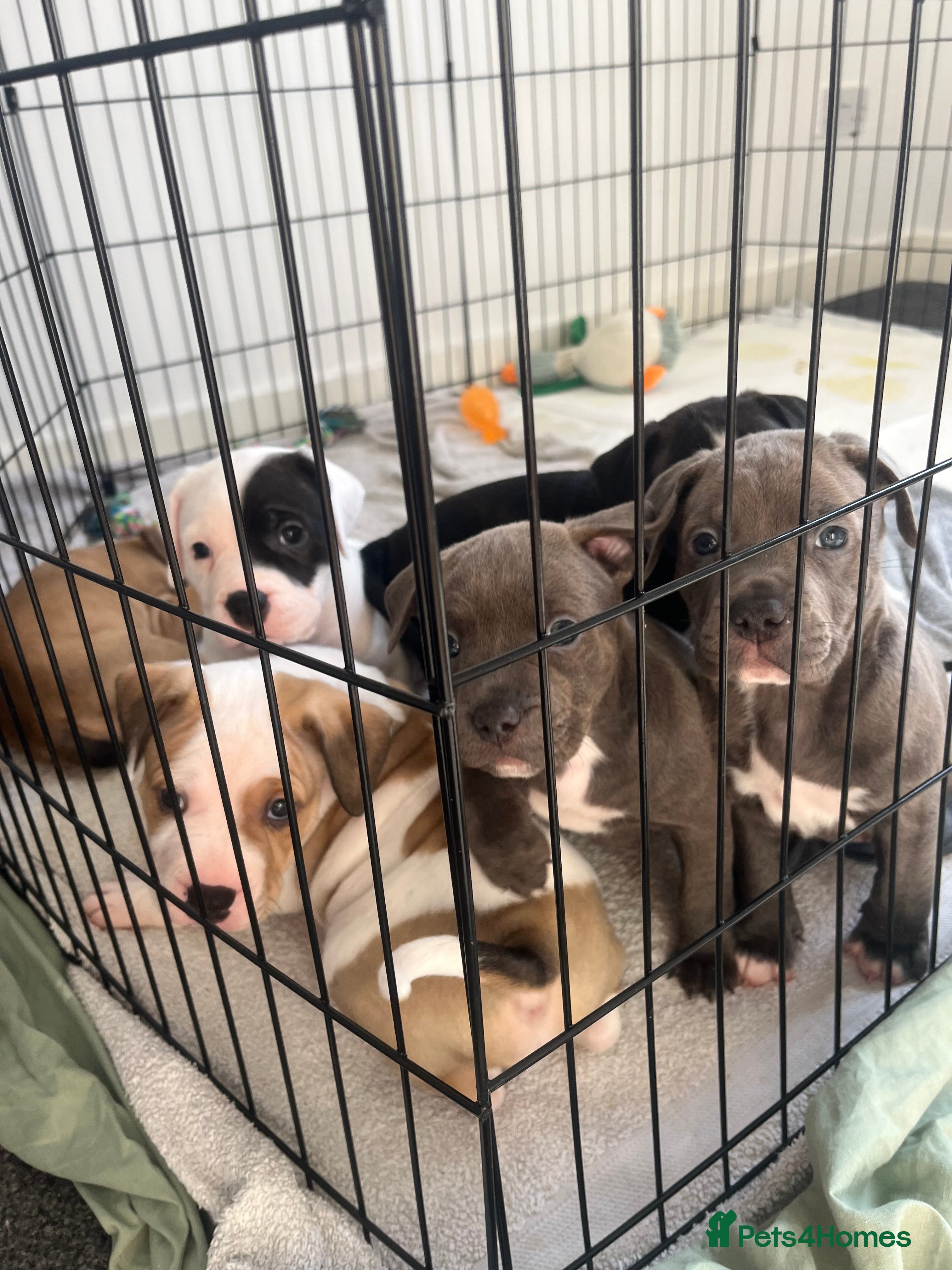 American Bull Staffy dogs AmStaff pups  - Advert 1