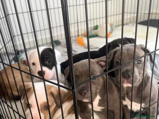 American Bull Staffy dogs AmStaff pups - Advert 1