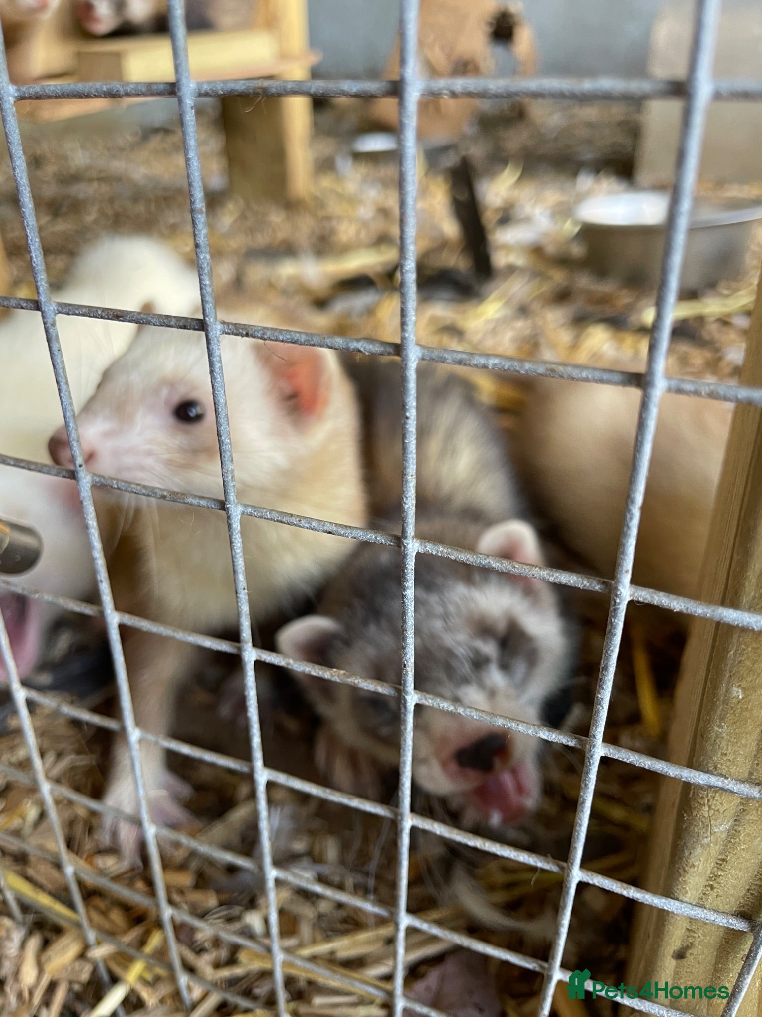 Ferret rodents Young Ferrets - Advert 2