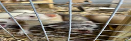 Ferret rodents for sale: Young Ferrets - Advert 2