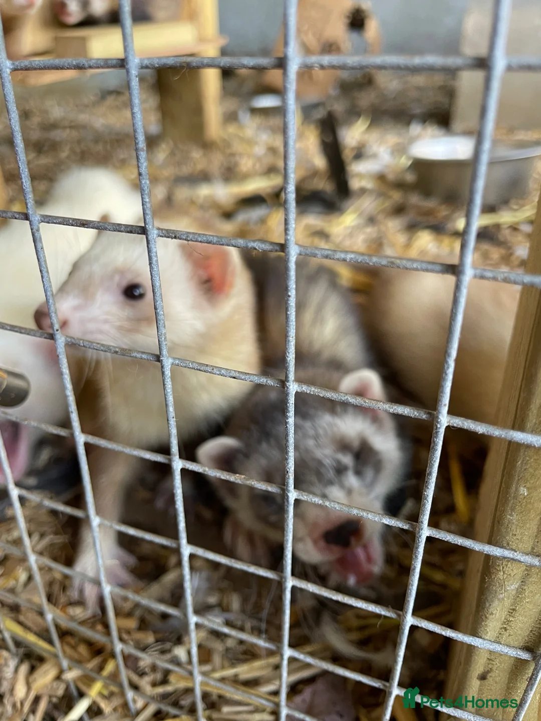Ferret rodents for sale: Young Ferrets - Advert 2