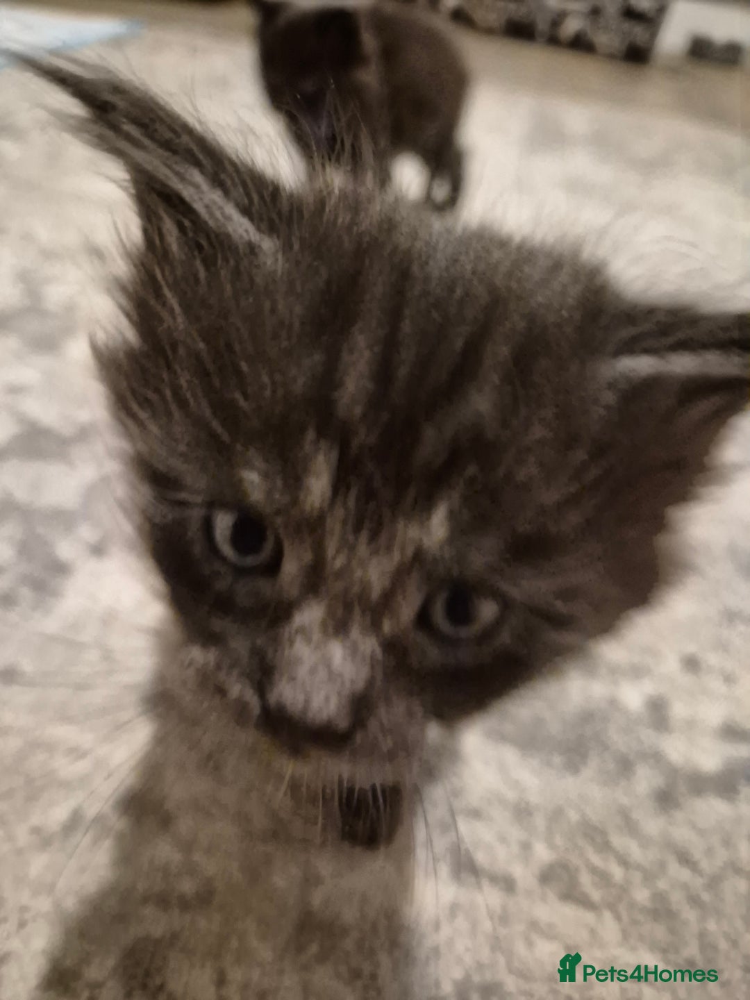 Maine Coon cats for sale: 4 beautiful maine coon babies - Image 8