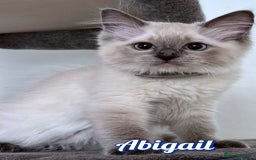 Ragdoll cats for sale: GCCF Registered Kittens - Image 5