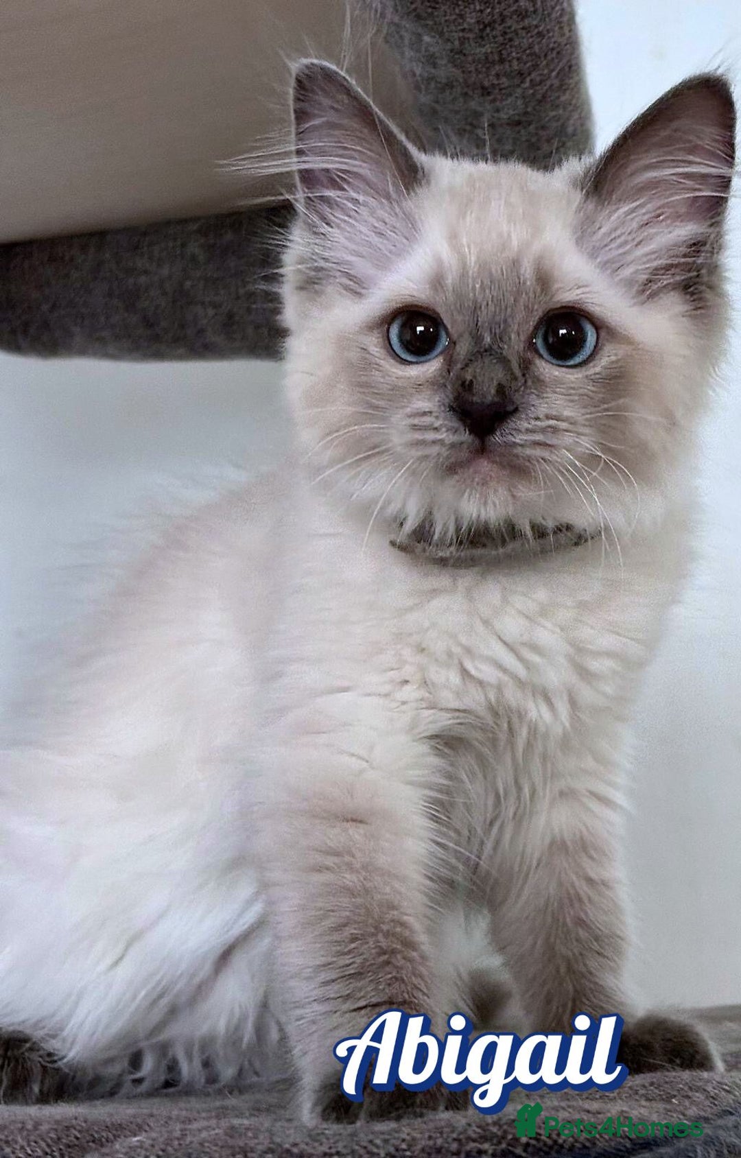 Ragdoll cats for sale: GCCF Registered Kittens - Image 5