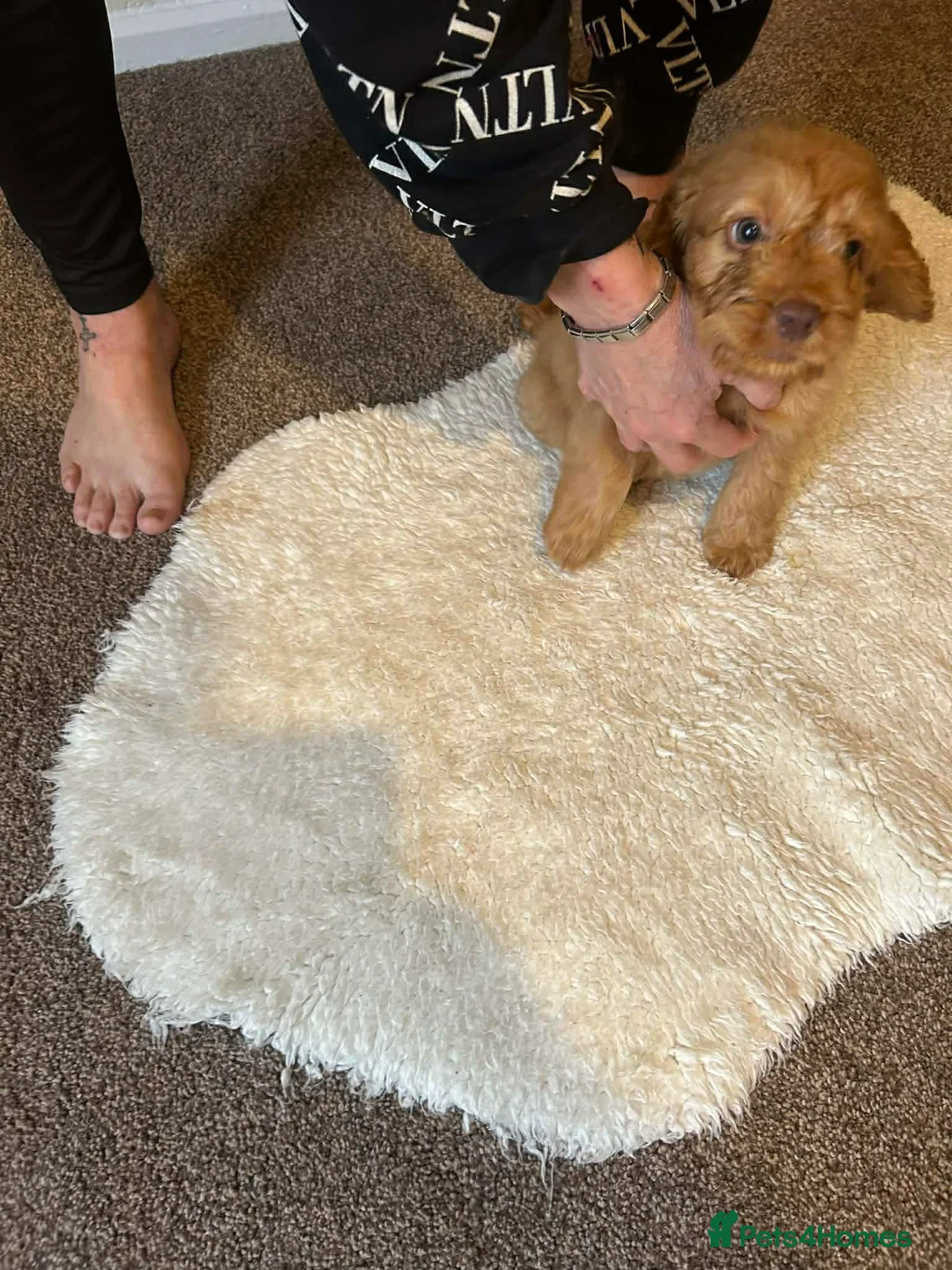 Cockapoo dogs for sale: Ready to leave cockerpoo  - Advert 7