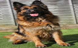 German Shepherd dogs for sale: Retired home needed for a GSD health tested female - Image 3