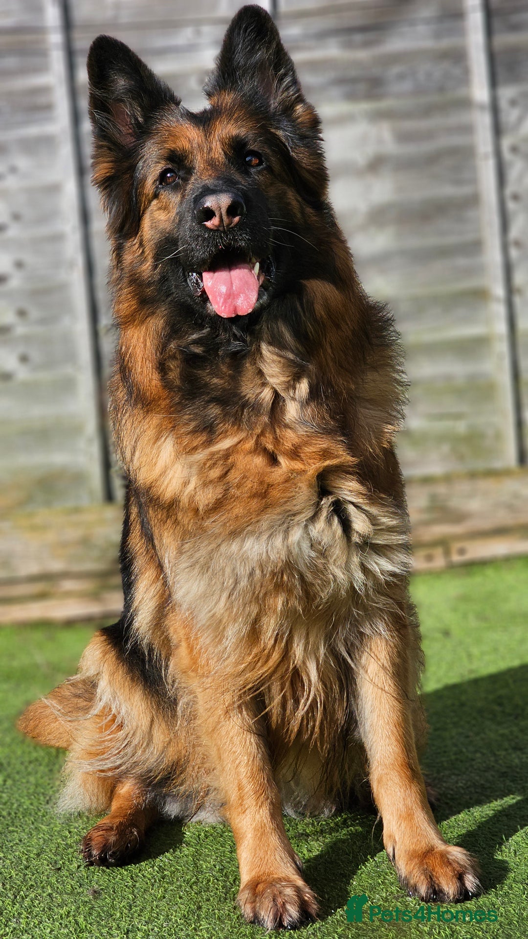 German Shepherd dogs for sale: Retired home needed for a GSD health tested female - Image 3