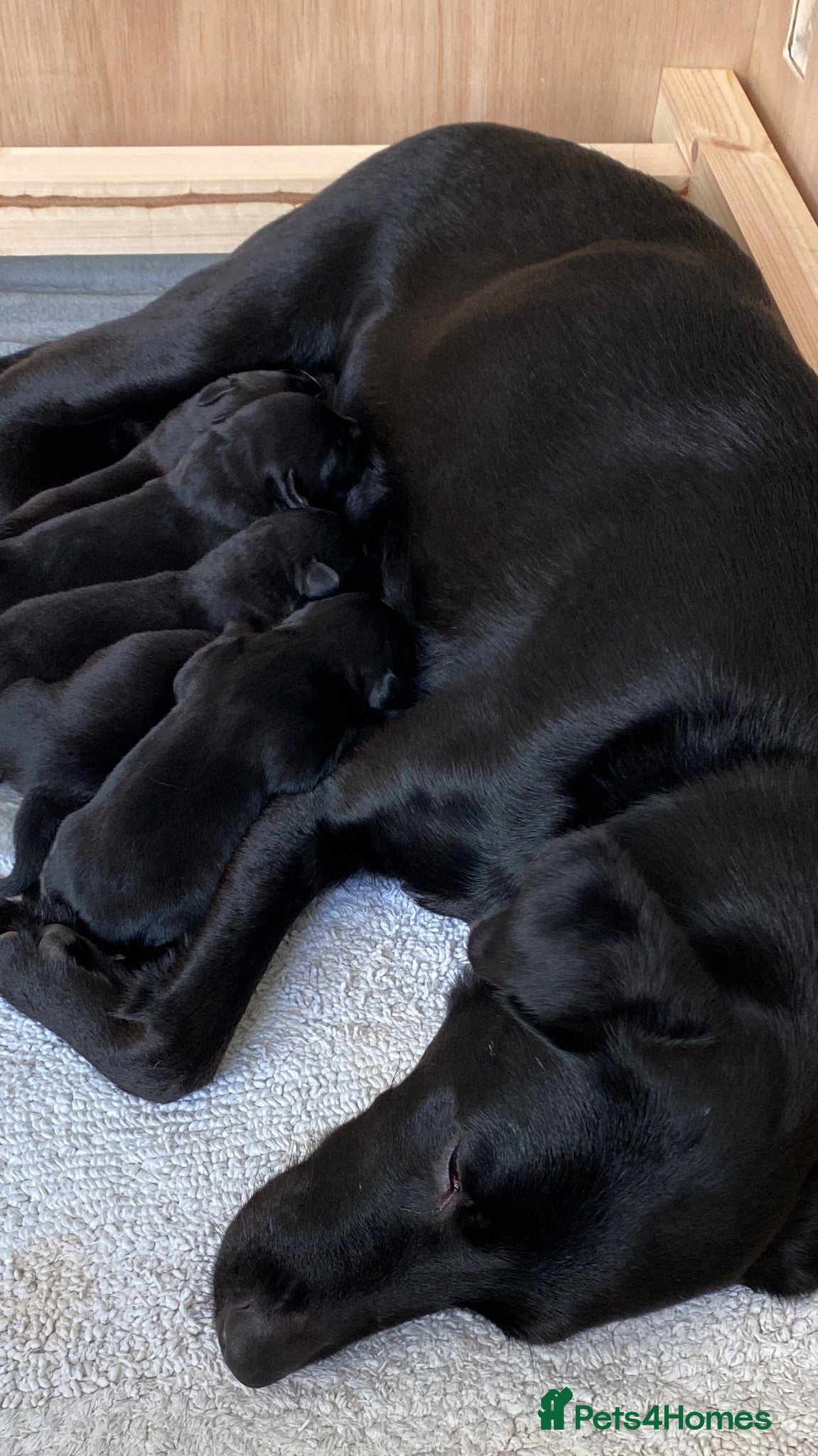Labrador Retriever dogs Beautiful Black Labradors (option for training) - Advert 16