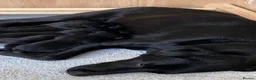 Labrador Retriever dogs for sale: Beautiful Black Labradors (option for training) in Launceston - Advert 1