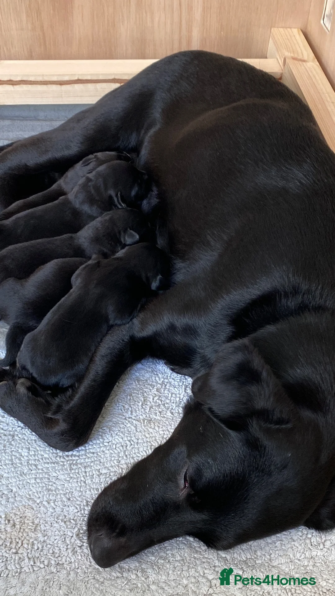 Labrador Retriever dogs for sale: Beautiful Black Labradors (option for training) in Launceston - Advert 1