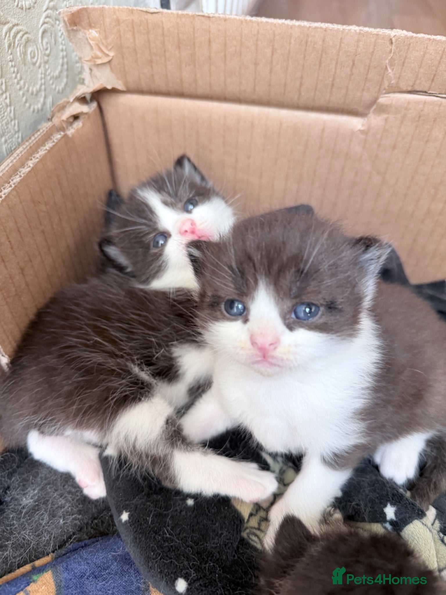 Mixed Breed cats British Shorthair cross Persian - Advert 2