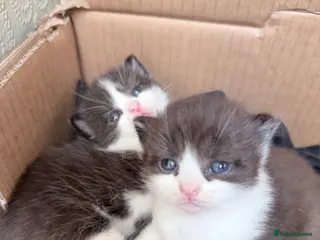 Mixed Breed cats British Shorthair cross Persian - Advert 2