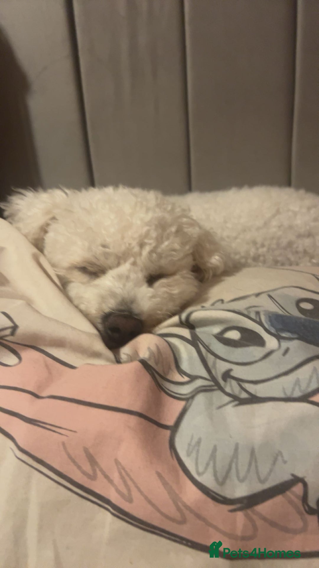 Bichon Frise dogs for sale: gorgeous bichon frise - Image 7