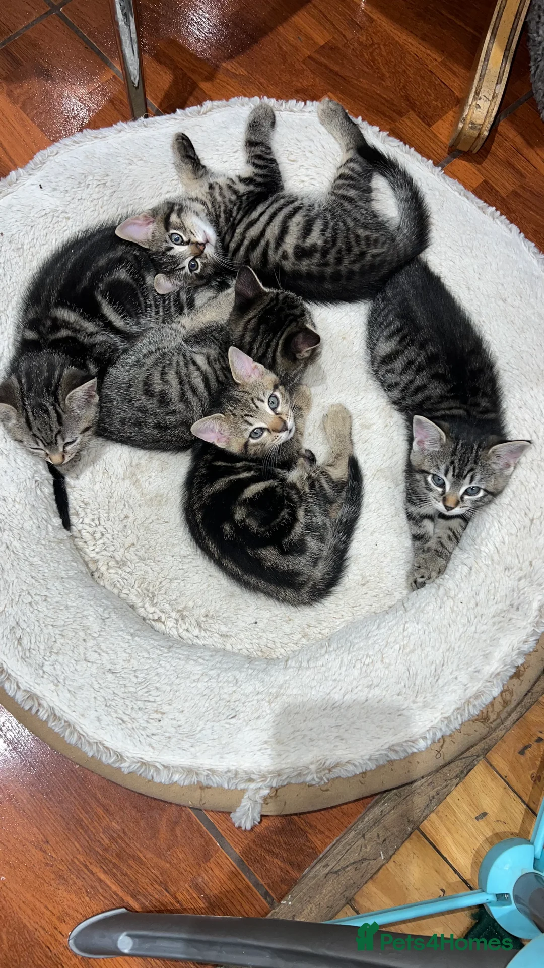 Mixed Breed cats for sale: Kittens - Advert 3