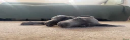 Miniature Dachshund dogs for sale: Beautiful PRA Clear Mini Dachshund Puppies  - Advert 7