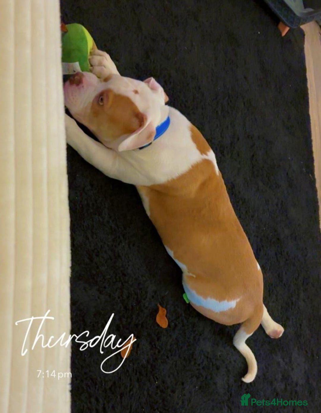 American Bulldog dogs for sale: Pick of litter male 🥰 in Ferryhill - Image 5
