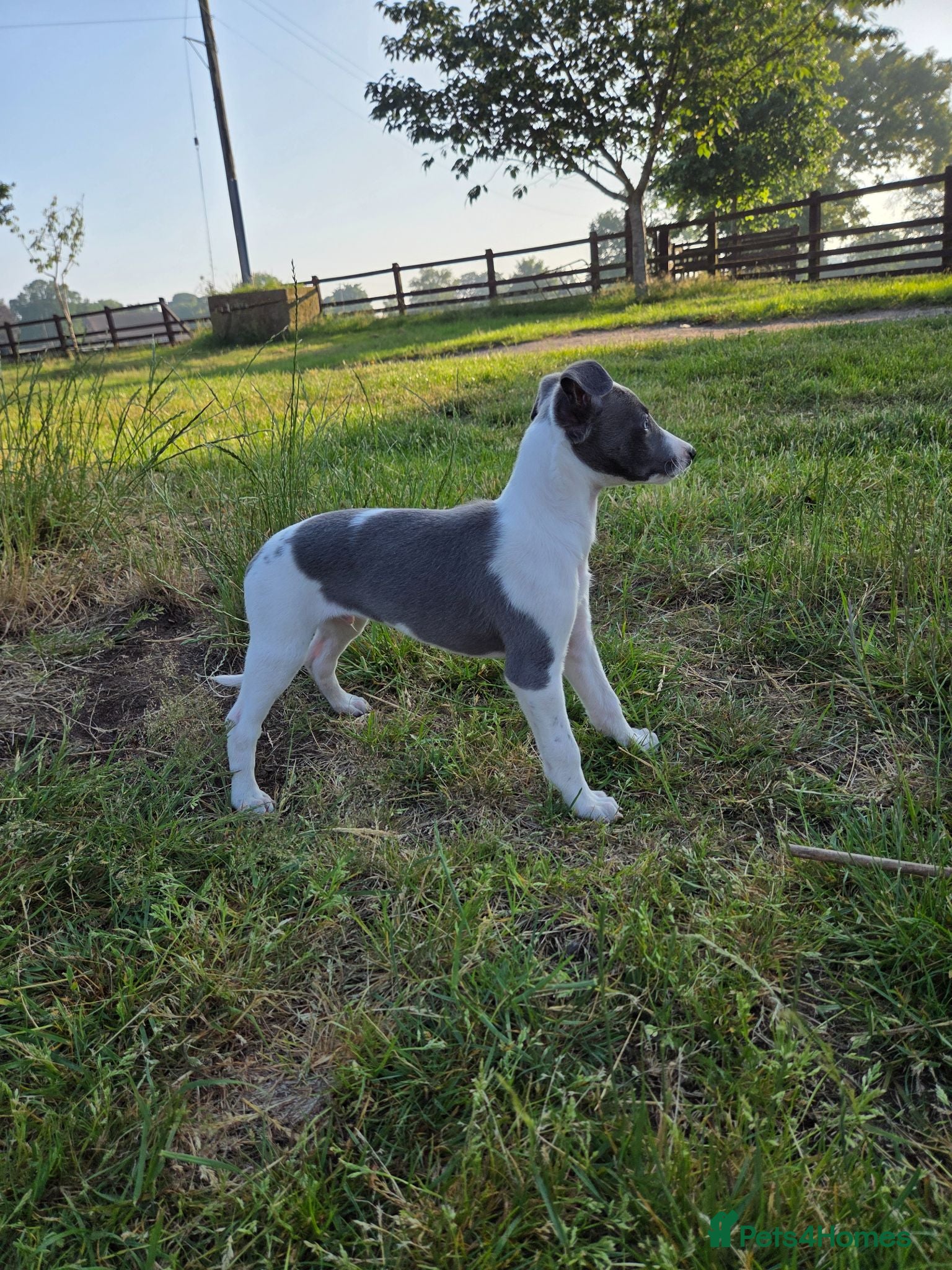 Whippet dogs Last boy - Ready next week!* KC Whippet Puppies - Advert 6