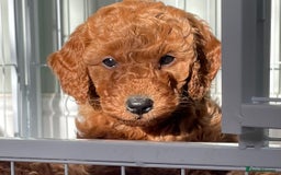 Miniature Poodle dogs for sale: 1 reserved 2 remaining ready 15th October  - Image 15