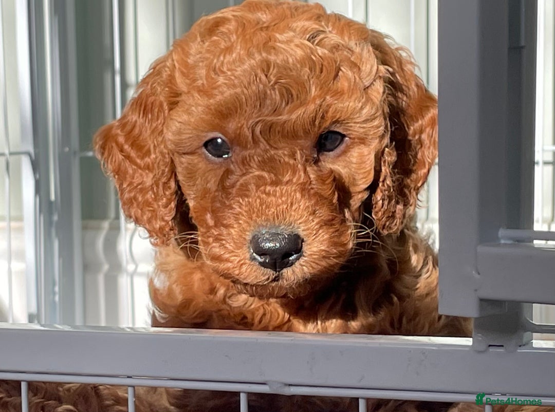 Miniature Poodle dogs for sale: 1 reserved 2 remaining ready 15th October  - Image 15
