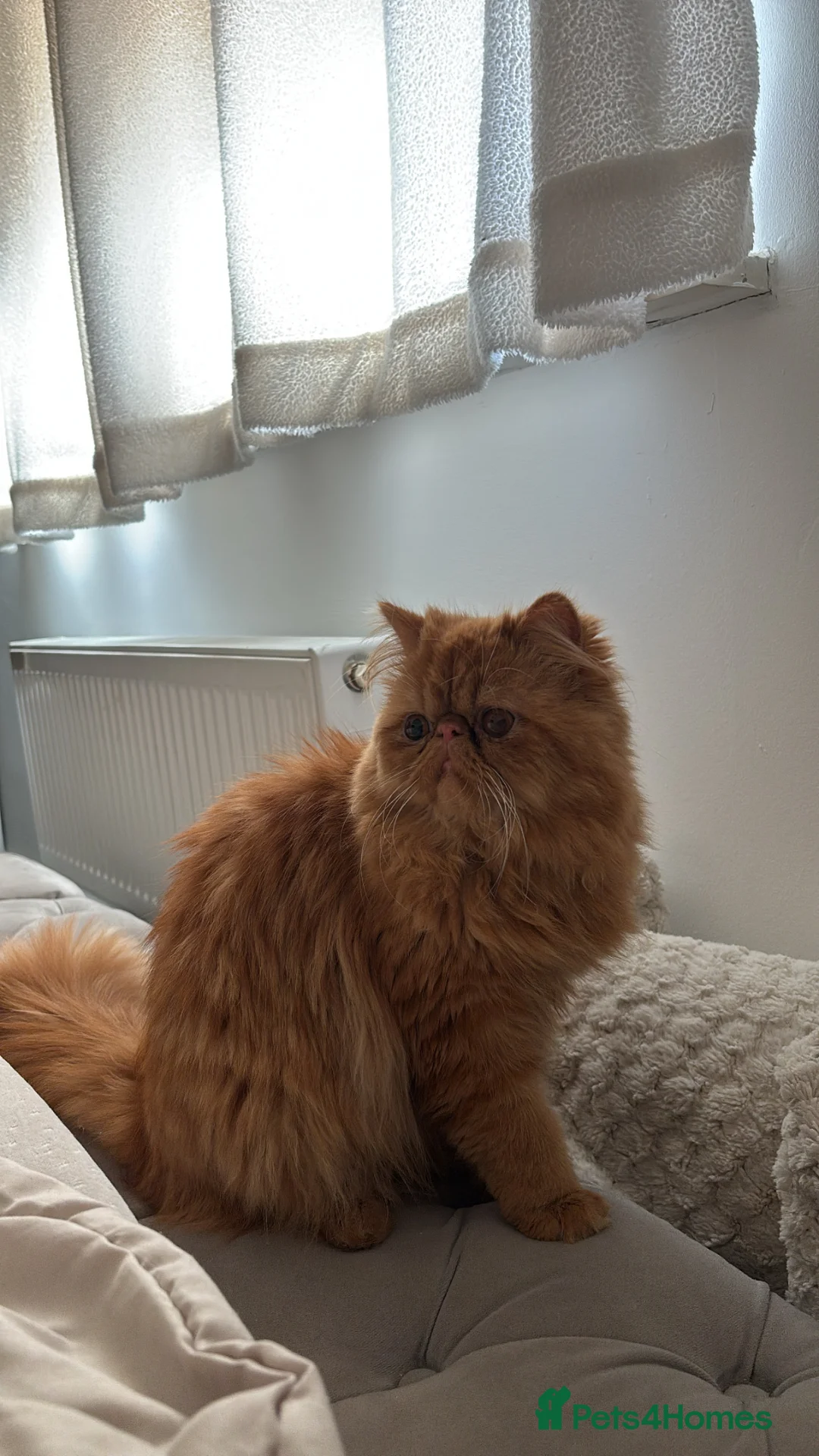 Persian cats for sale: Persian Cat - Advert 1