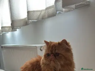 Persian cats Persian Cat - Advert 1