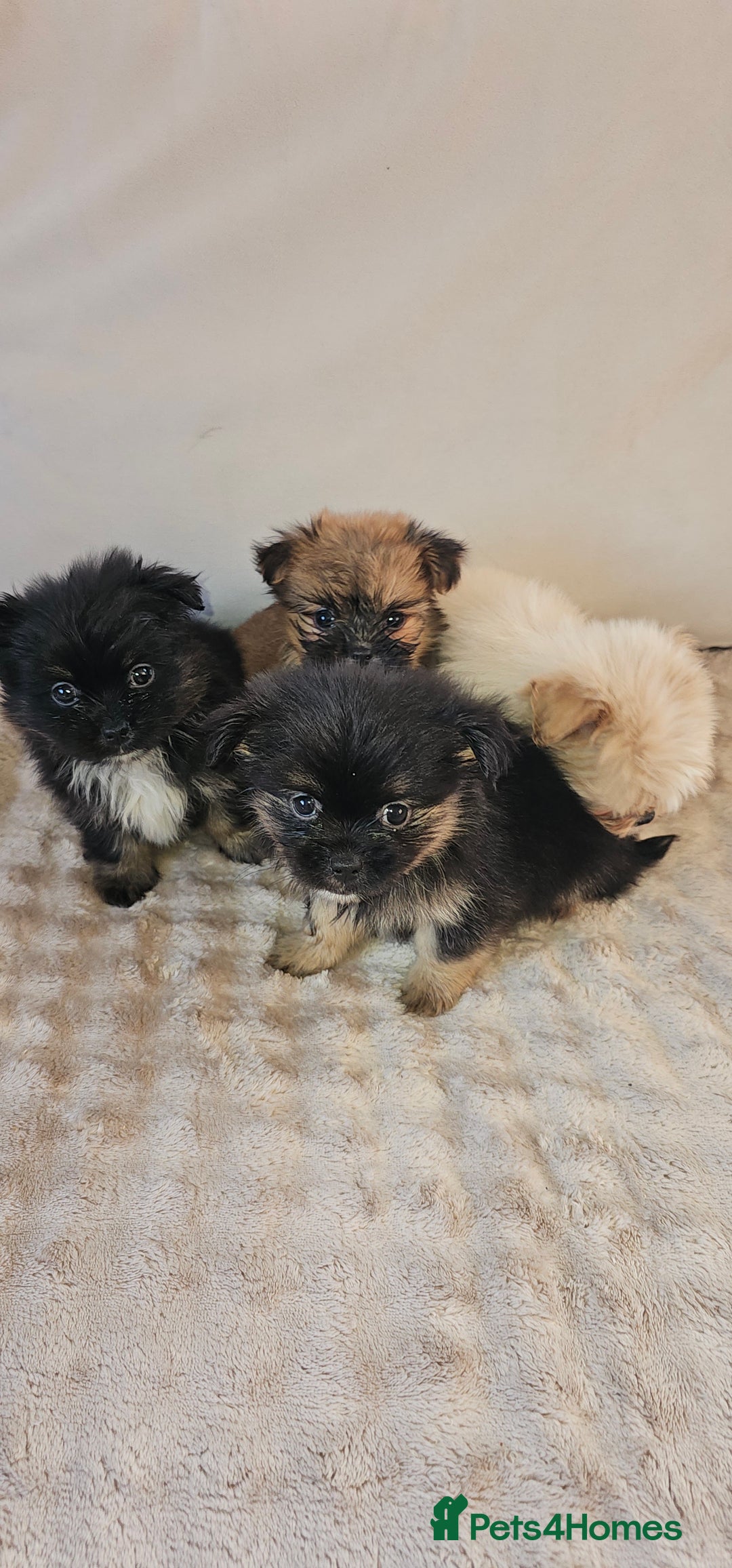 Pomeranian dogs for sale: Pomeranian puppies - Image 7