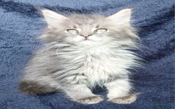 Maine Coon cats for sale: Beautiful TICA reg Maine Coon kittens - Image 2