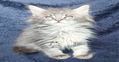 Maine Coon cats - Advert 6