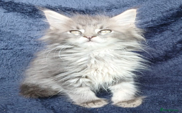 Maine Coon cats - Advert 9