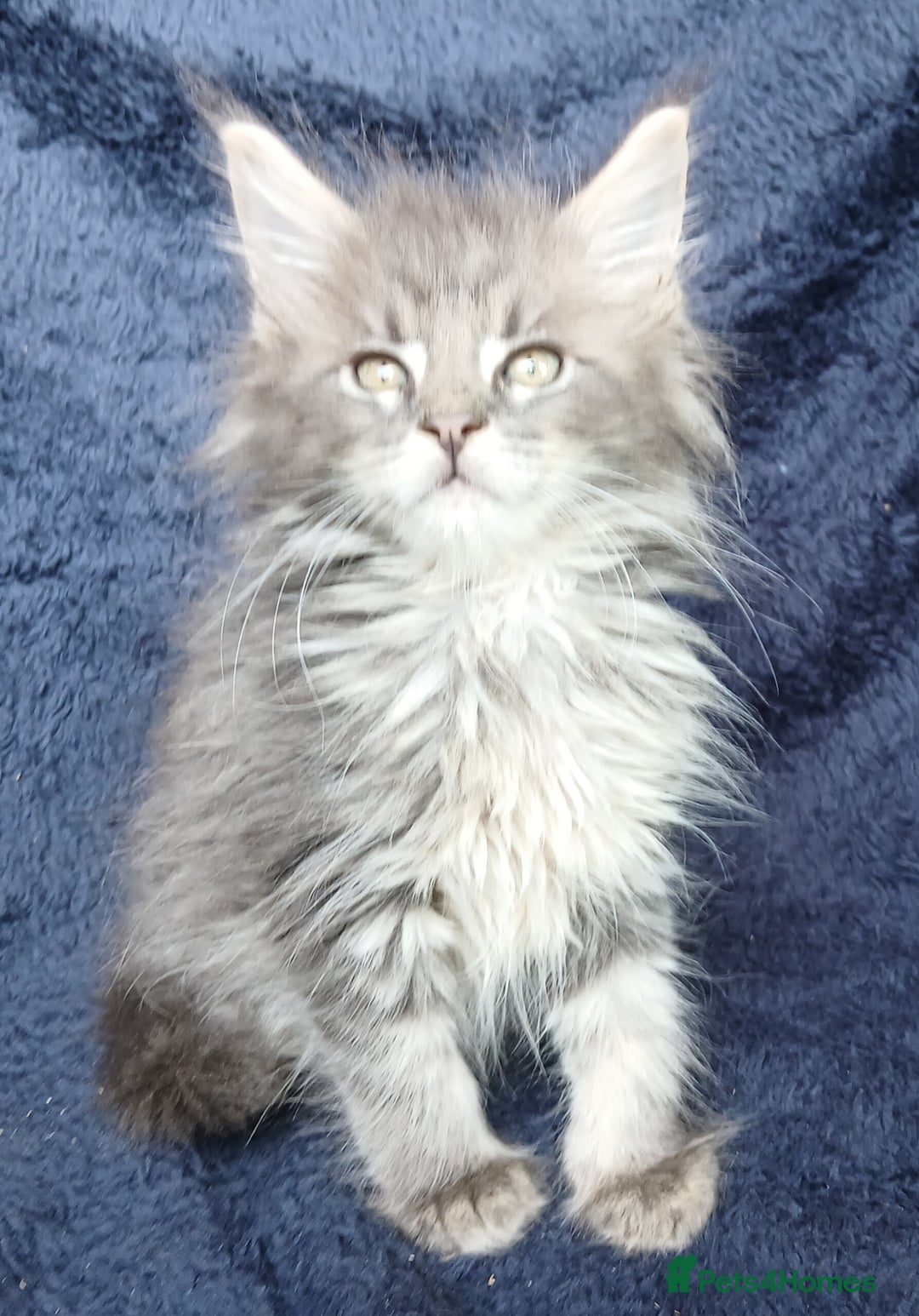 Maine Coon cats for sale: Beautiful TICA reg Maine Coon kittens - Image 2