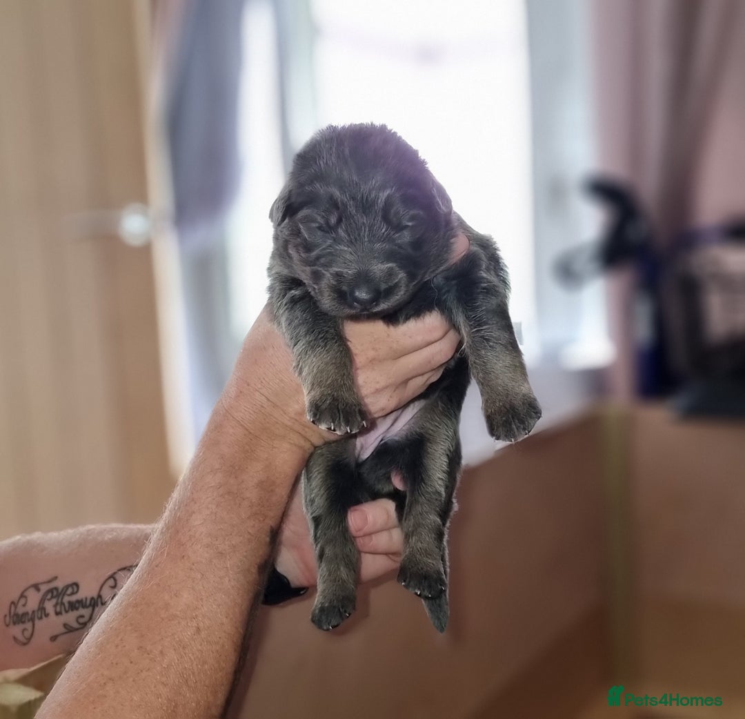 German Shepherd dogs for sale:  kc,health tested straight back german shepherd - Image 12