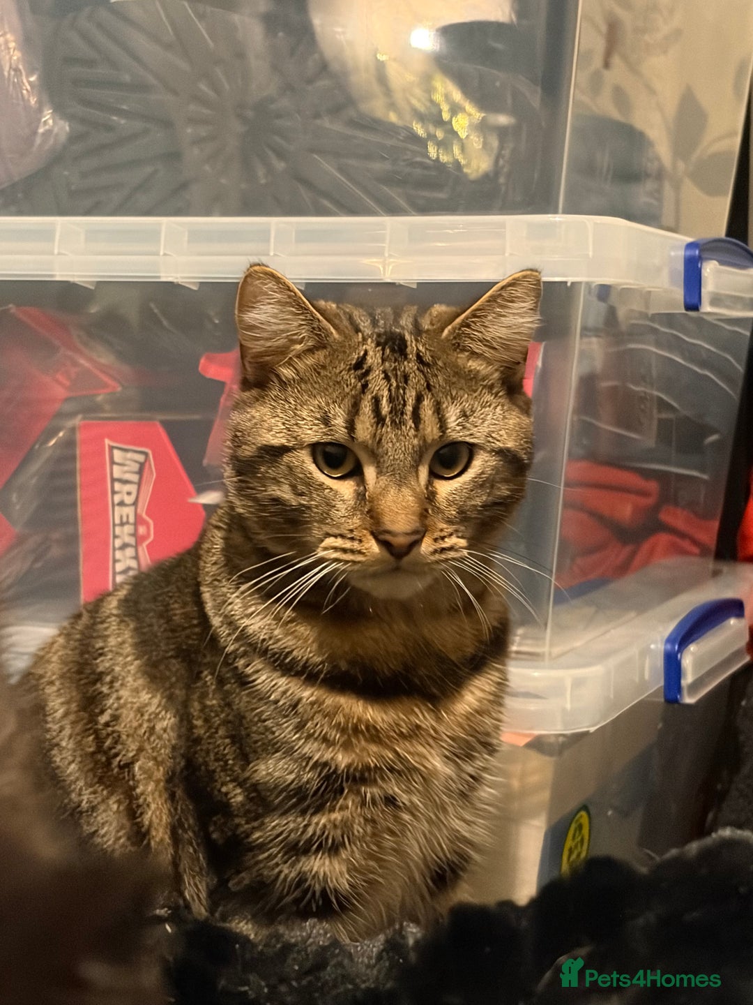 Mixed Breed cats for sale: Brothers £500 for both together  - Advert 4