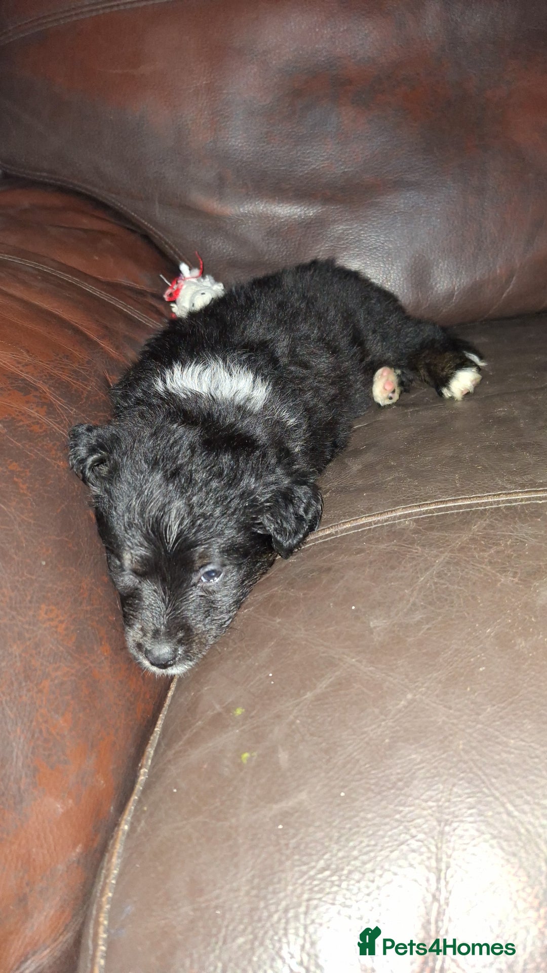 Mixed Breed dogs for sale: Puppies - Advert 13