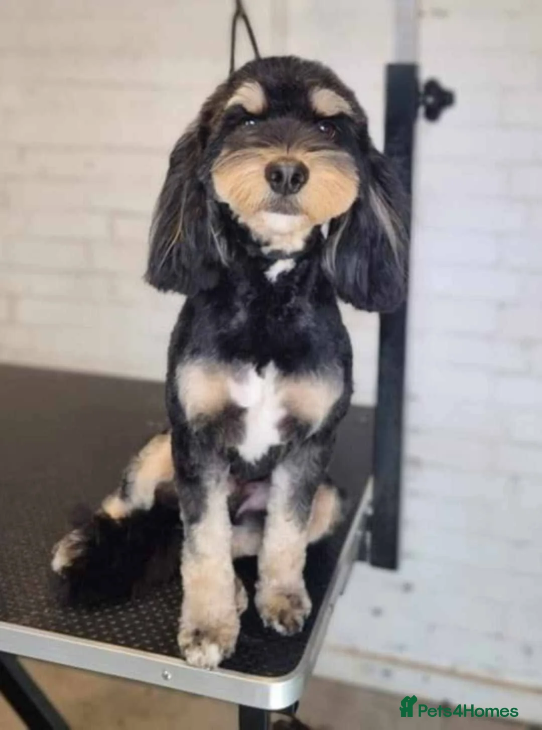 Cockapoo dogs for stud: Our gorgeous boy is available for stud  in Chatteris - Advert 2