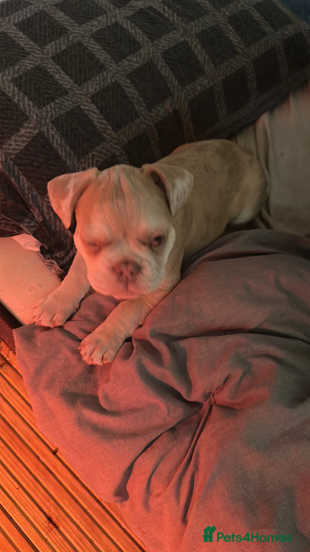 French Bulldog dogs for sale: French bulldog in Havant - Advert 4