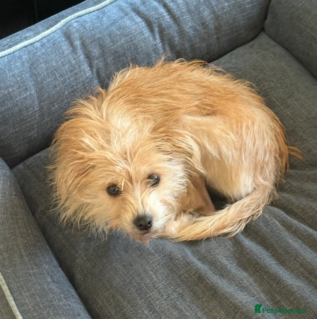 Mixed Breed dogs for sale: Gorgeous mixed breed girl - Advert 1