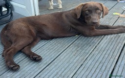 Labrador Retriever dogs for sale: Chocolate Labrador Retriever needs forever home.  - Image 1