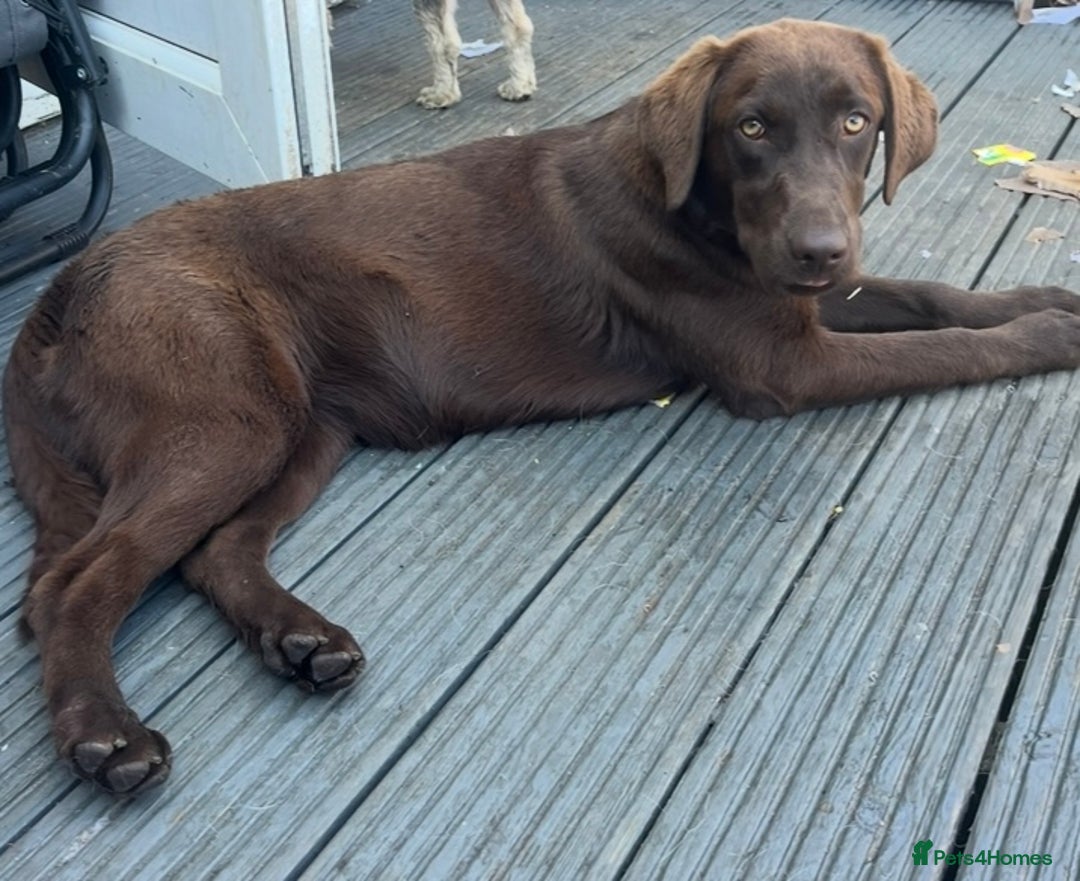 Labrador Retriever dogs for sale: Chocolate Labrador Retriever needs forever home.  - Image 1