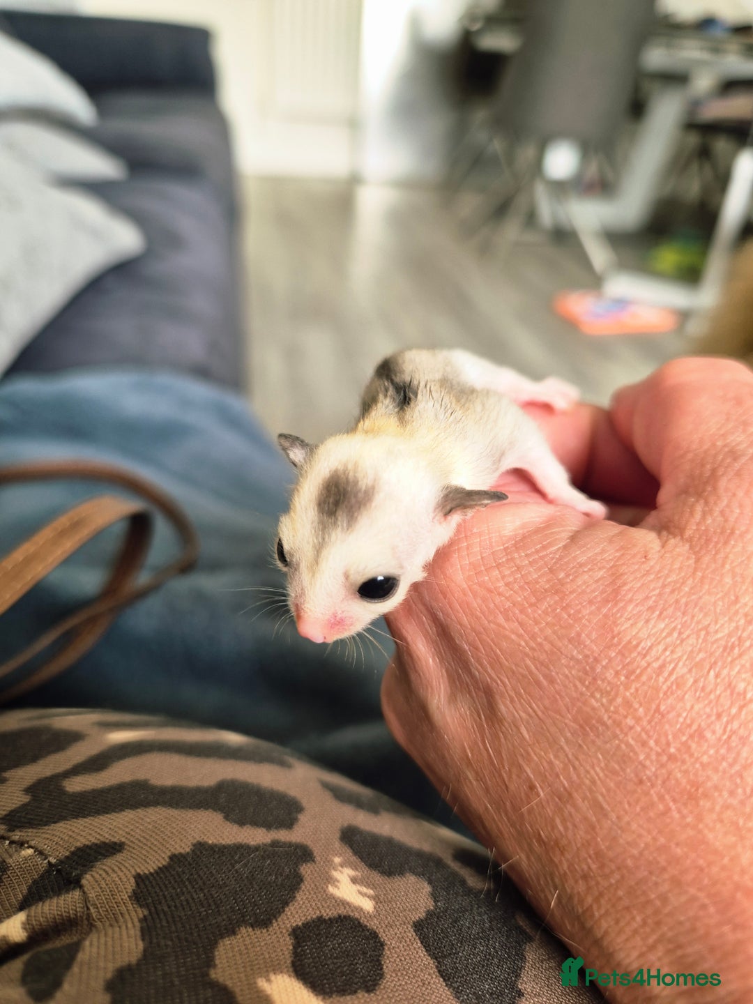 Sugar Glider rodents for sale: 4 baby sugar gliders ready 13th sept  - Image 7
