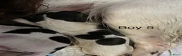 English Springer Spaniel dogs for sale: KC Registered English Springer Spaniel puppies - Advert 36