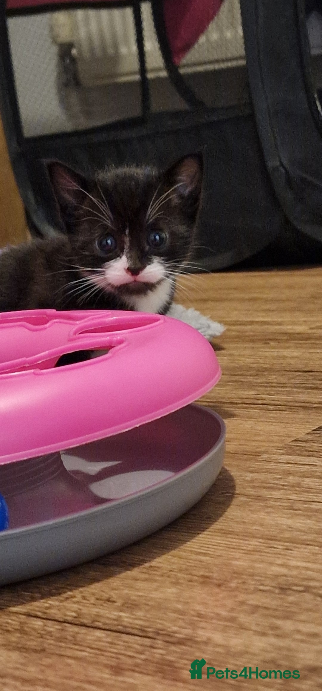 Domestic Shorthair cats for sale: 2 Male kittens available - Image 5