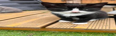 Mixed Breed 3